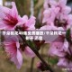 千朵桃花40集免费播放/千朵桃花一树开 迅雷