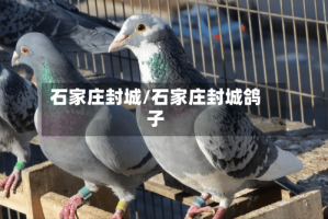 石家庄封城/石家庄封城鸽子