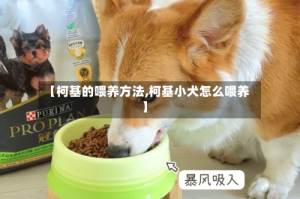 【柯基的喂养方法,柯基小犬怎么喂养】