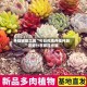 开挂辅助工具“今日花牌开挂神器”详细分享装挂步骤