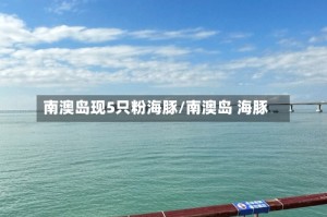 南澳岛现5只粉海豚/南澳岛 海豚