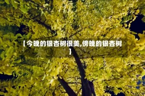 【今晚的银杏树很美,傍晚的银杏树】