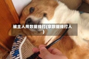 被主人用数据线打(拿数据线打人)