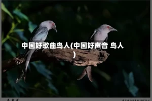 中国好歌曲鸟人(中国好声音 鸟人)