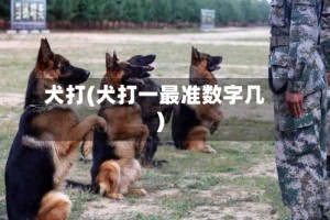 犬打(犬打一最准数字几)