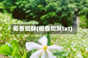 栀香如酥(栀香如酥txt)