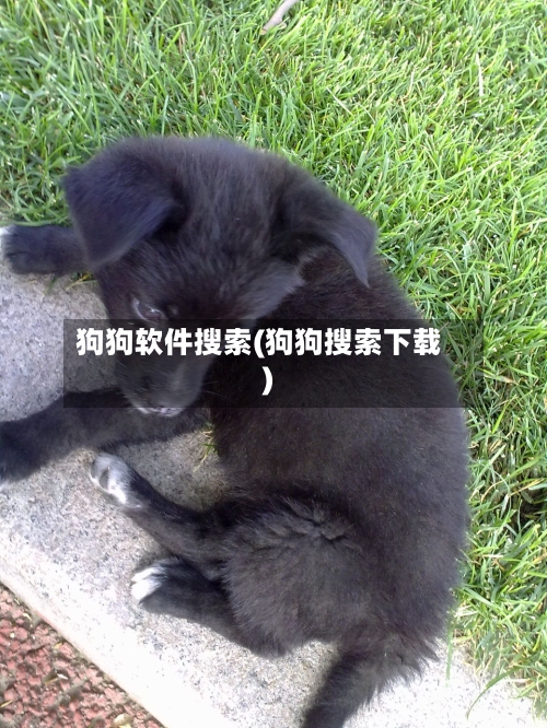 狗狗软件搜索(狗狗搜索下载)-第1张图片