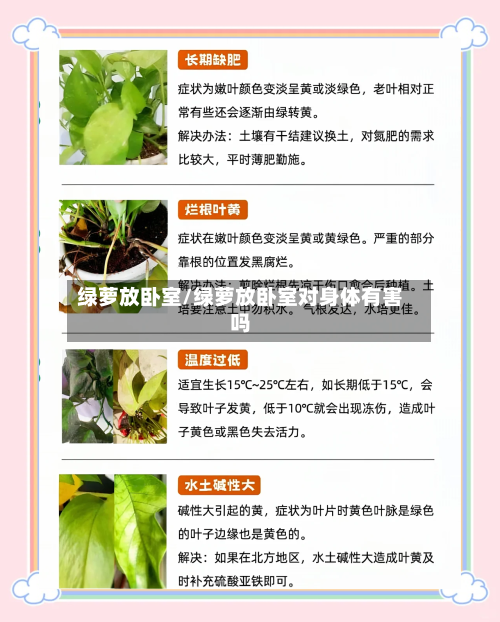 绿萝放卧室/绿萝放卧室对身体有害吗-第3张图片