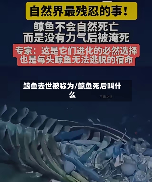 鲸鱼去世被称为/鲸鱼死后叫什么-第1张图片
