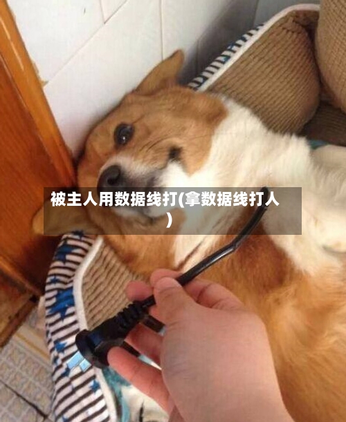 被主人用数据线打(拿数据线打人)-第1张图片