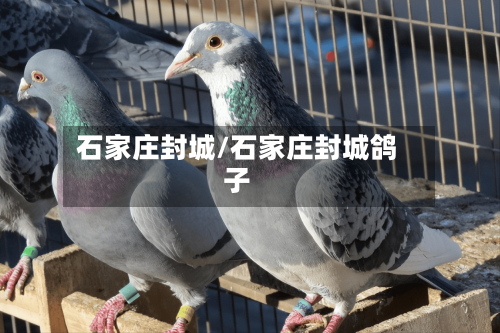 石家庄封城/石家庄封城鸽子-第1张图片