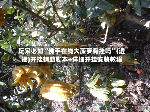 玩家必知“佛手在线大菠萝有挂吗”(透视)开挂辅助脚本+详细开挂安装教程-第1张图片