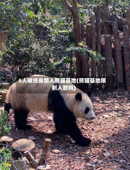 6人被终身禁入熊猫基地(熊猫基地限制人数吗)-第1张图片