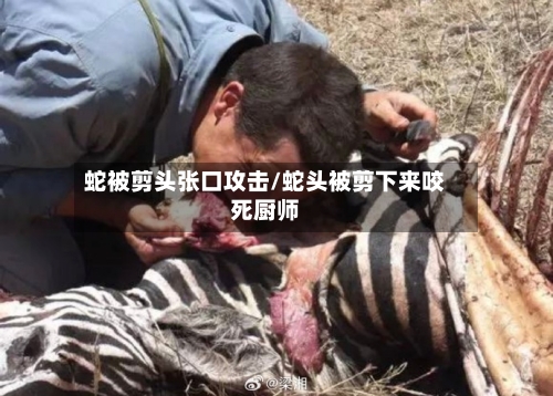 蛇被剪头张口攻击/蛇头被剪下来咬死厨师-第1张图片