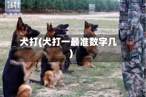 犬打(犬打一最准数字几)-第1张图片