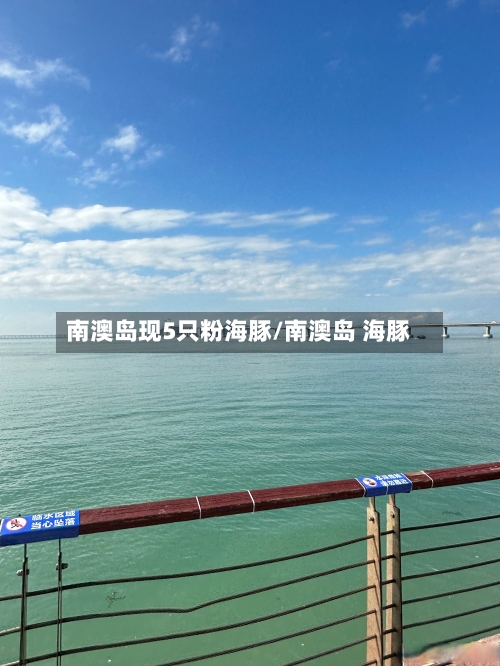 南澳岛现5只粉海豚/南澳岛 海豚-第1张图片