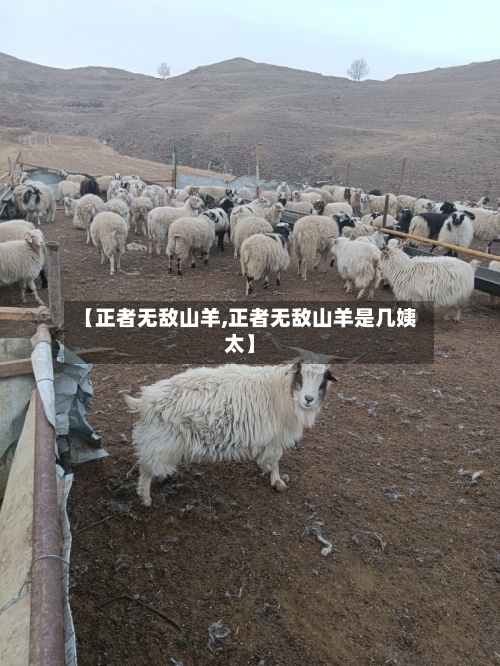 【正者无敌山羊,正者无敌山羊是几姨太】-第1张图片