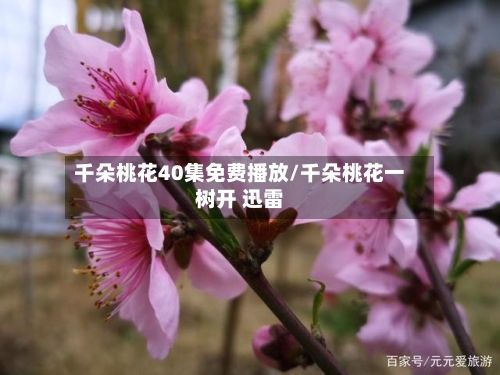 千朵桃花40集免费播放/千朵桃花一树开 迅雷-第1张图片